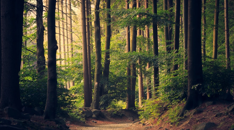 Gravel path winding along a river through mixed forest